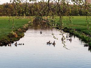 Des oies dans le fossé sur Martijn Joosse