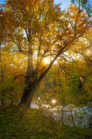 Dans les rayons du soleil ivre