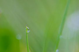 Gras van Robert Wiggers