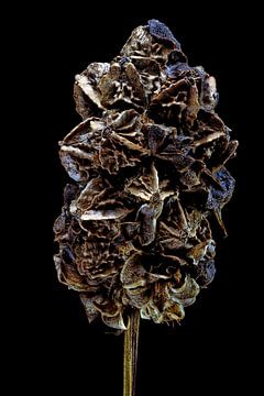 Upcycled Beauty - Grote pimpernel - Sanguisorba officinalis - van Christophe Fruyt