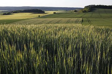 Kornfeld im Frühling in der Rhön