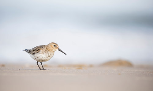 Bonte Strandloper