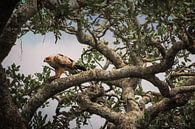 Bird with prey van BL Photography thumbnail