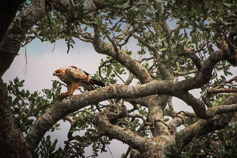 Bird with prey van BL Photography