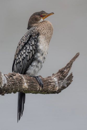 Gracieux cormoran nain africain sur une branche