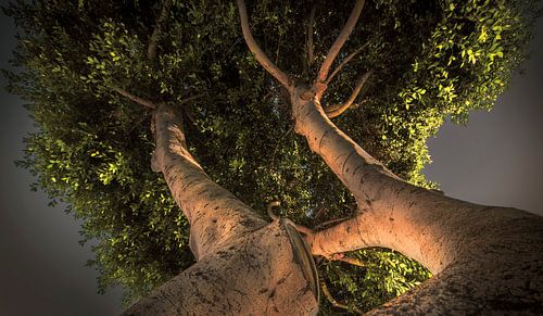 2156 Olive Tree by Adrien Hendrickx