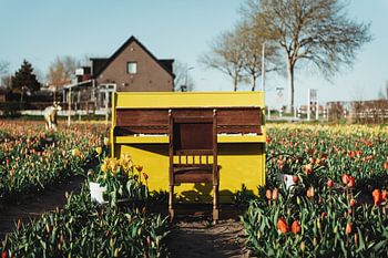 Yellow piano between the tulips
