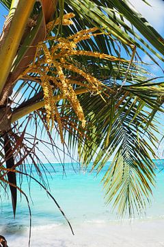 Paradis des Caraïbes : mer turquoise, plages de sable blanc et légèreté tropicale dans des images hautes en couleur. sur Miriam Schwarzfischer Fotografie