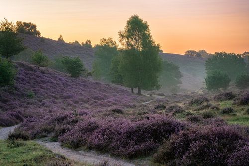 Heide in bloei van Alvin Aarnoutse