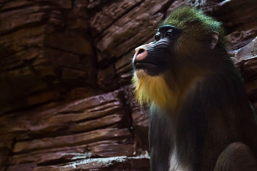 Madrill aap met blauw gezicht en gouden haar op de achtergrond van stenen die lijken op een baviaan  van Michael Semenov