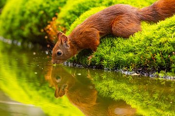 Eekhoorn (Sciurus vulgaris), knaagdier van Gert Hilbink