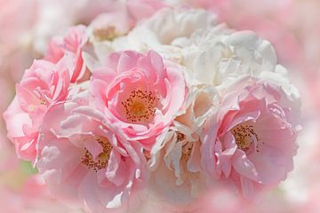 delicate rozenblaadjes