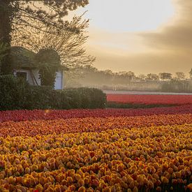 etherische avond van Sebastian Stef