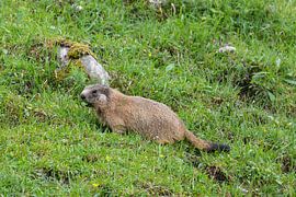 Junges Murmeltier beim Fressen auf der Almwiese an der Königsbachalm bei Berchtesgaden. von Jiri Viehmann