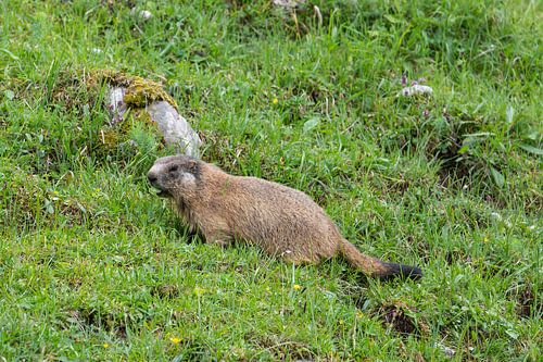 Jonge marmot voedt zich op de alpenweide op de Königsbachalm bij Berchtesgaden.