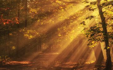 Autumn vibes by Ilya Korzelius
