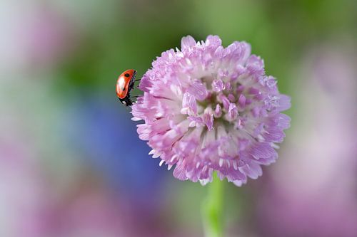 Lieveheersbeestje op rode klaver