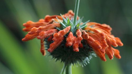 15 Jochumhof Leeuwenoor