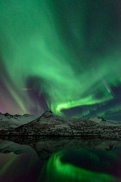 Noorderlicht in de nachtelijke hemel boven de Lofoten eilanden in Noorwegen