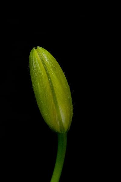 Into the dark Flower bud portrait van Foto Studio Labie
