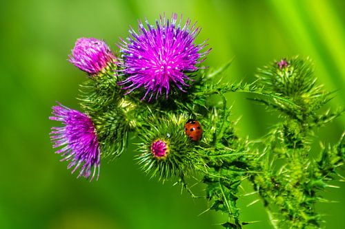 Coccinelle sur un beau chardon