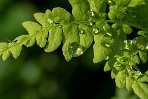 Gouttes de pluie sur la fougère