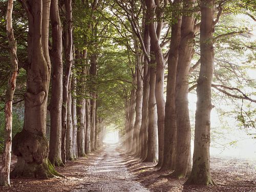 Soleil matinal à travers les arbres