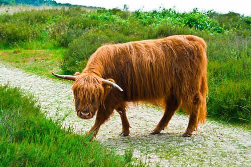 Schotse Hooglander