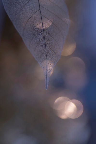 Schimmernde Nacht von Birgitte Bergman