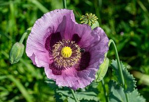 Pavot somnifère (Papaver somniferum) sur Animaflora PicsStock