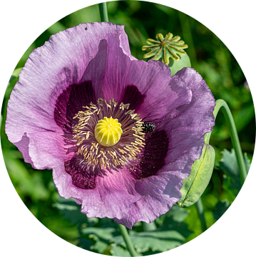Opiumpapaver (Papaver somniferum) van Animaflora PicsStock