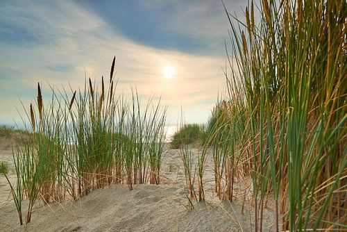 Düne am Nordseestrand bei Sonnenuntergang