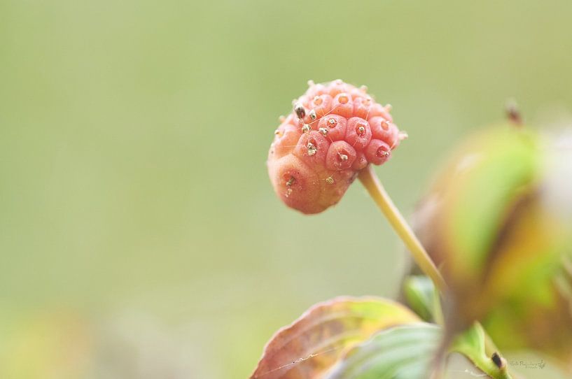 Vrucht vrucht van Davidia involucrata (zakdoekjesboom) van Erik Reijnders