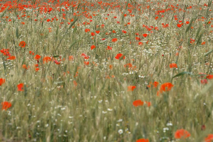Puglia by Mario Creanza