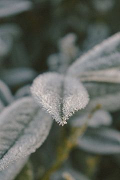 Winter-Details von Jisca Lucia