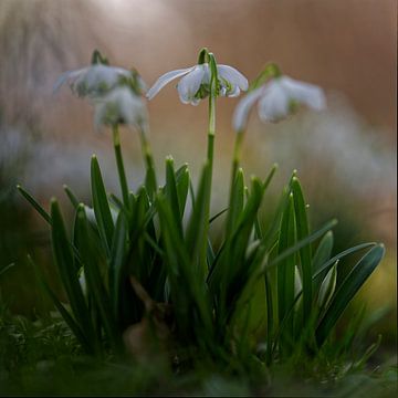 Stimmungsbild von blühenden Schneeglöckchen von KCleBlanc Photography