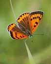 The extremely rare great fire butterfly by Patrick van Bakkum thumbnail
