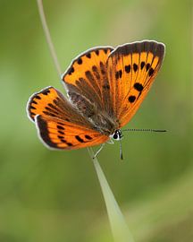 The extremely rare great fire butterfly by Patrick van Bakkum