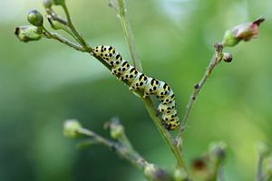 Caterpillar sur Patricia van Nes