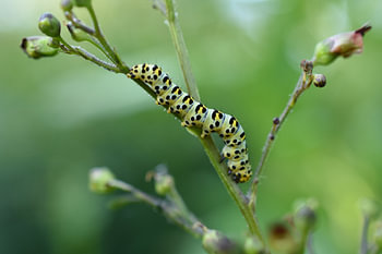 Caterpillar