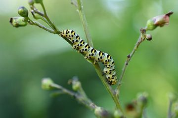 Caterpillar van Patricia van Nes