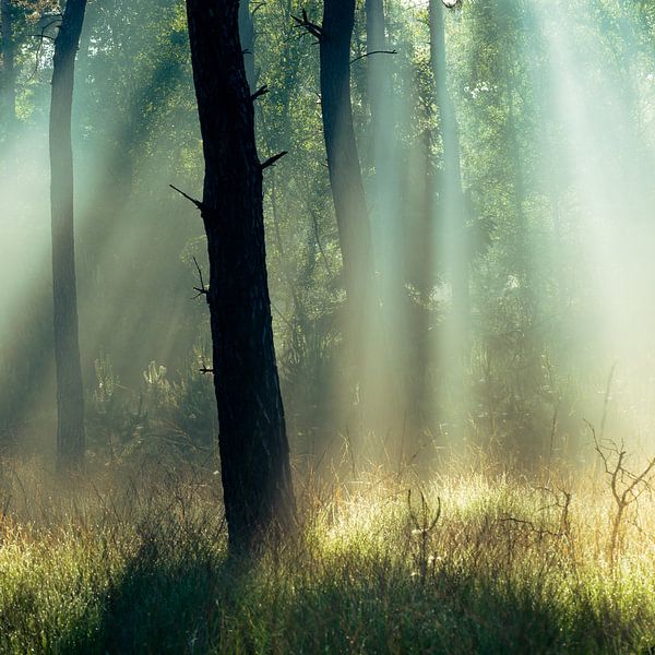 Strabrechtse Heide 218 by Deshamer