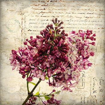 Lilac 'In Memory of Ludwig Spaeth