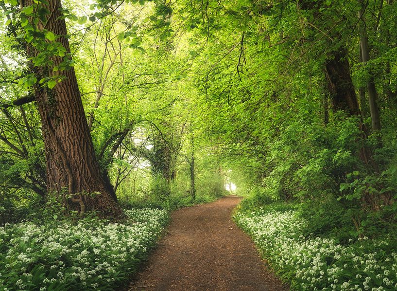 Fera Allium Ursinum von Loris Photography