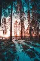 Zweden bos in winter