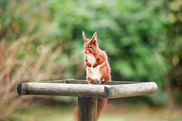 Squirrel by Novi Zijlstra