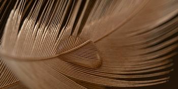 Panorama van een druppel op een veertje