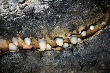 Alligator van Istvan Szabo