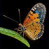 Colorful Butterfly van Hans Levendig (lev&dig fotografie)