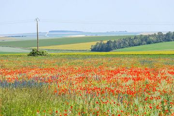 Blumenlandschaft in Frankreich